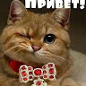 Лалалупсі Даша шоу. Сиротюк (@User_9890)