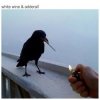The Chainsmokers & Beau Nox - White Wine & Adderall