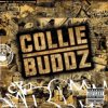 Portada Collie Buddz - Blind To You (Haters) Collie Buddz - Blind To You (Haters)