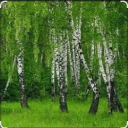 Portada Дмитрий Романов & Инна Улановская - Родные края