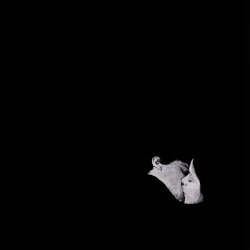 Portada Bob Moses - Like It Or Not