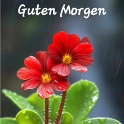 Portada unknown - Guten Morgen guten tag