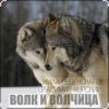 Мила Руденская & Владимир Курский - Волк и волчица