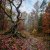 Portada MusicOnlineUA - Autumn, autumn ( English Version)