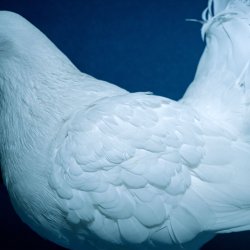 Portada NAQT VANE - NIGHTINGALE