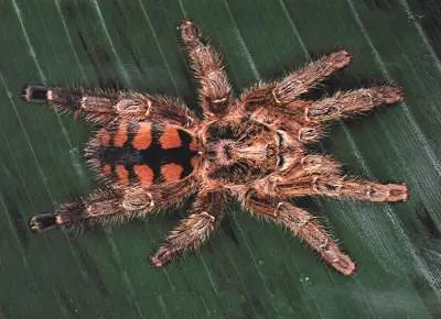 Ara&ntilde;a Avicularia Minatrix